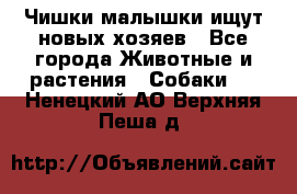   Чишки-малышки ищут новых хозяев - Все города Животные и растения » Собаки   . Ненецкий АО,Верхняя Пеша д.